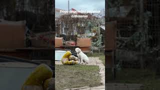 Dogo argentino puppies Lithuania dogoargentinopuppies [upl. by Ianteen]