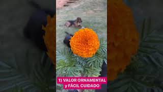 USOS Del TAGETE La FLOR Que VALE ORO En Casa 🌺 [upl. by Ardnama]