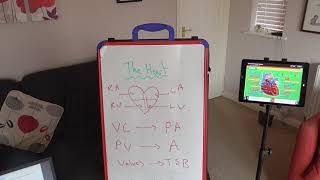 GCSE PE HEART BLOOD VESSELS AND CARDIAC OUTPUT [upl. by Aniluap]