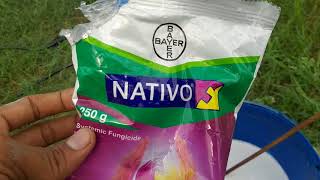 Bayer NATIVO how to use in paddy [upl. by Linet681]