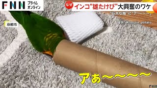 「ア～～」筒を見たインコが雄叫びして大興奮 京都 [upl. by Auerbach]