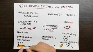 GCSE Biology Enzymes and Digestion [upl. by Orutra469]