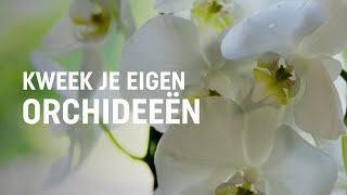 Orchideeën kweken  DIY video  Pokon Groen doet je goed [upl. by Noicnecsa567]