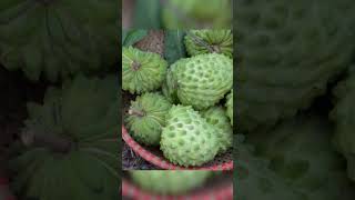 Harvesting Australian Custard Apple Go to Market Sell harvest bushcraft friut [upl. by Stoffel]