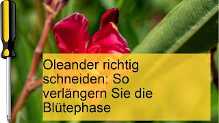 Oleander richtig schneiden [upl. by Ttihw807]