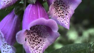 Roter Fingerhut Digitalis purpurea [upl. by Leimad]