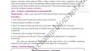 11th Biology practical No2 To Observe Mitochondria in Onion Peel Cells 11th practical 2 Biology [upl. by Scribner]