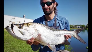 Naples Florida brackish water pond Tarpon fishing [upl. by Muriel204]