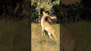 damhert fallow deer rams branch of tree amsterdam water supply dunes deer forest netherlands [upl. by Sandy471]