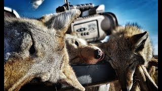 16 coyotes in 1 day including a coyote biting the call The Last Stand S2  E6 [upl. by Sladen]