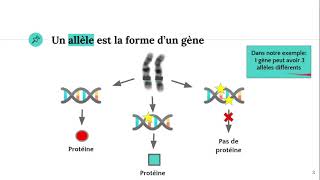 Les allèles [upl. by Cuttler553]
