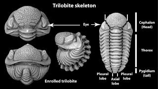 MECANISMOS DE LA EVOLUCIÓN BIOLÓGICA [upl. by Jaffe520]