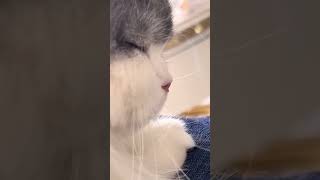 do you think what this cat dreaming about catand cat catwatchingtv [upl. by Alverson]