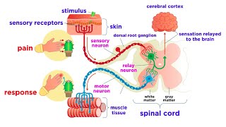 The Peripheral Nervous System Nerves and Sensory Organs [upl. by Sylirama615]