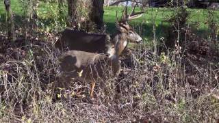 White Tail Deer Mating [upl. by Dorrahs]