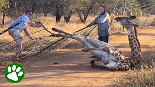 Saving A Giraffe Stuck In Fence [upl. by Leind]