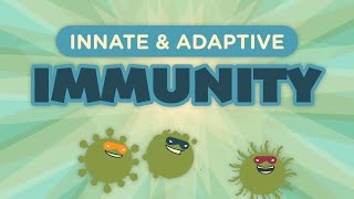 Innate amp Adaptive Immunity [upl. by Hugues]