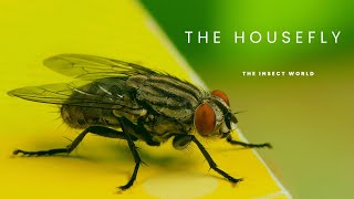 What Everyone Needs To Know About Common Houseflies insects [upl. by Ydnagrub]