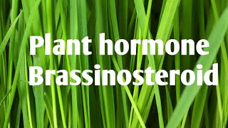 Plant physiology 🪴  Plant hormone introduction  Brassinosteroid  BIOSYNTHESIS  Functions [upl. by Nohsyar]