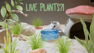 I Tried Growing Live Plants in My Roborovski Hamsters Enclosure– Did It Work [upl. by Xavier]