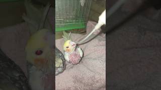 Hand feeding baby cockatiel 🌿 [upl. by Agate]