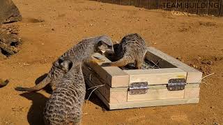 Dig box feeder  Feeding enrichment at Jimmys Farm [upl. by Ventre]