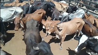 muito gado nos currais da feira de animais em Tabira PE 3010 2024 [upl. by Bekki735]