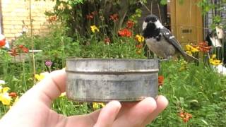 Sortmejse  Coal Tit  Periparus ater [upl. by Nnylidnarb]