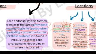 Epithelial tissue biologypoli12 biology12 [upl. by Adelaja415]