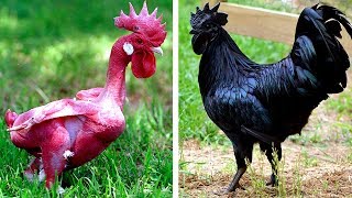 7 Races De Poules Exotiques Que Vous Ne Croirez Pas Existent [upl. by Enomas]