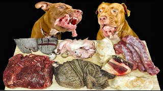 ASMR MUKBANG PITBULL EATING RAW FOODS [upl. by Udele569]