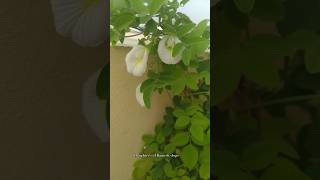 Benefits of Butterfly pea flowers healthtips flowers butterflypea gardening shorts [upl. by Akimak284]