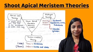 Shoot Apical Meristem theories  Apical Cell Theory  Histogen Theory  Tunica corpus theory [upl. by Joline]