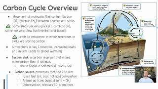 APES Video Notes 14  Carbon Cycle [upl. by Mahgirb]