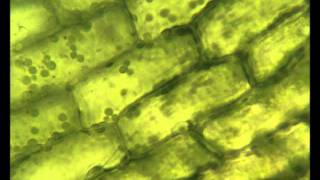 Chloroplasts moving by cytoplasmic streaming in the cells of the aquatic plant Elodea [upl. by Brick]