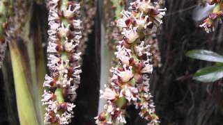 Dypsis baronii in flower in New Zealand [upl. by Aileon42]