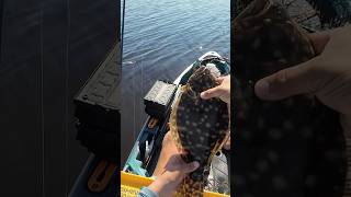 Brackish Water Flat Fellow Flounder fishing fish ytshorts shortvideo shorts fyp foryou yt [upl. by Dobb]