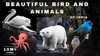 Beautiful Birds and Animals  Trending video  youtubeshorts youtubeviews youtubetrending [upl. by Marita]