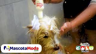 Baño antipulgas anti hongos dermatitis perros SULFICURE shampoo [upl. by Khajeh]