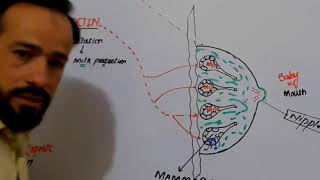 Anterior Pituitary Hormones  Prolactin Hormone  Functions Of Prolactin Hormone  In Urdu [upl. by Wehtta]