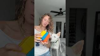 My dog figured out the Rubik’s cube😳dogshorts pup dog pets dogtoys haul shopping [upl. by Enileuqcaj]