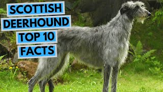 Scottish Deerhound  TOP 10 Interesting Facts [upl. by Nyllewell]