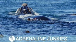 Daredevil Swims Close To Humpback Whale [upl. by Pratte]