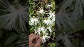 Habenaria medusa in habitat anggrek tanah yg unik [upl. by Hylton722]