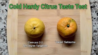 Cold Hardy Citrus Taste Test 🍊❄️ Owari Satsuma and Ten Degree TangerineClemyuz 22 [upl. by Lovmilla]