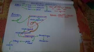 bilirubin formation and RBC degradation in simplest words [upl. by Matthus]