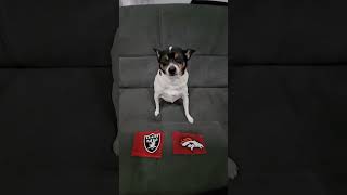 Raiders vs Broncos nfl nflpredictions nflfootball lasvegasraiders denverbroncos week5 dog [upl. by Yanrahs530]