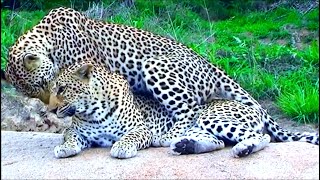 Leopard Mating  Honeymoon Leopard Couple Caught In Action At Serengeti National Park [upl. by Harod614]