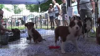 SALON DU CHIOT 2019 à FONTAINEBLEAU 77 [upl. by Ailemac]