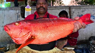 KASIMEDU 🔥 SPEED SELVAM  BIG RED SNAPPER FISH CUTTING  IN KASIMEDU  HD VIDEO  FF CUTTING 🔪 [upl. by Ralleigh124]